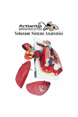Solunum Sistemi Modeli 1 Adet 38x25 Cm Akciğer Maketi Larinks Ve Tiroid Modeli Anatomik Deney Bilim Tıbbi Model