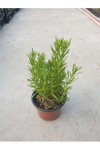 Biberiye Fidanı 20cm-40cm