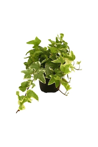 Beyaz Alacalı Hedera Helix Sarmaşığı 1adet Saksılı 20-40cm +yeşim Para Çiçeği