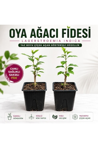 Oya Ağacı Fidesi Lagerstroemia Indica Saksılı Canlı Fide 25-40 Cm Yaz Boyu Çiçekli 1 Adet