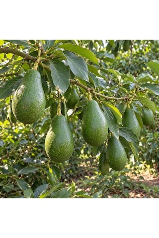 Avokado 4 Adet 250 Gr Üstü