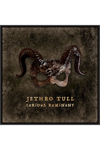 Jethro Tull - Curious Ruminant / Plak