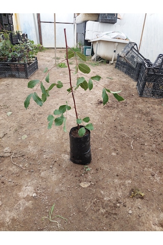Aşısız Keçi Boynuzu Fidanı 40 Cm 4 Adet