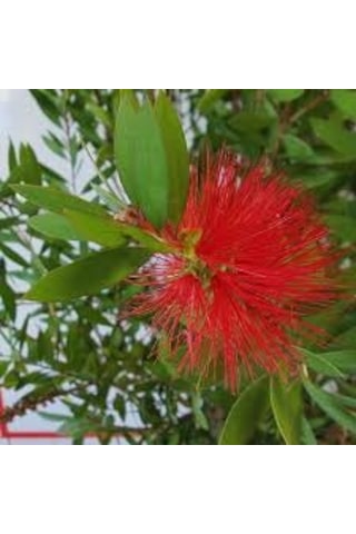 Fırça Çalısı Callistemon Leavis