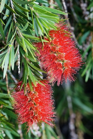 Fırça Çalısı Callistemon (15~20 cm)