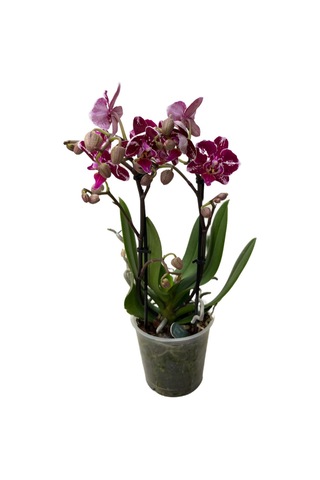 Phalaenopsis 'Purple Selina' (Mor Orkide) Ø12 CM Y45-50 CM
