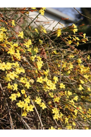 Çalı Yasemin Sarı Yasemin Fidanı 80-120 Cm 1 Adet Tüplü Jasminum Nudiflorum