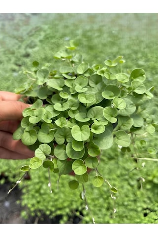 Gölge Çimi Dichondra Repens Fare Kulağı 10cm Saksılı Zemin Çiçeği