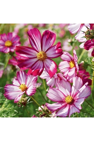 Picotee Cosmos Çiçeği Tohumu Kozmos Çiçeği