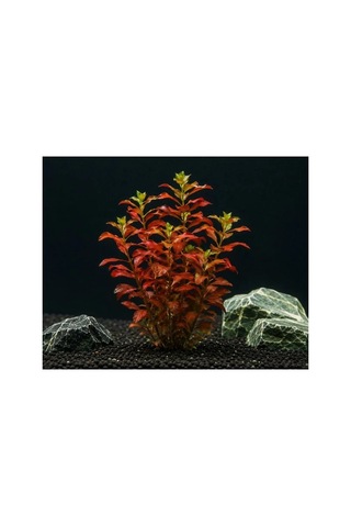 Ludwigia Repens Gül 5 Dal Canlı Akvaryum Bitkisi - Canlı Bitki