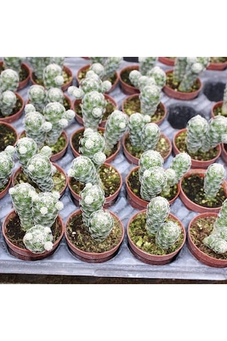 Mammillaria Gracilis Kartopu Kaktüs 5.5 Cm Saksıda 1 Adet