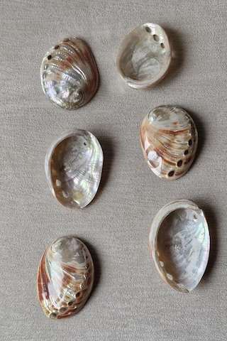 Orta Boy Abalone Shell Renkli Istiridye Kabuğu 116-2