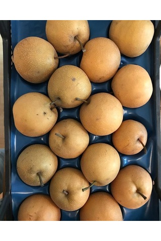 Japon Naşhi Armut Fidanı 3 Yaş Tüplü ve Aşılı