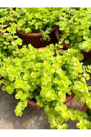 Sarı Çiçekli Altın Kolye Sarı Kız Çiçeği 20-40cm 1 Adet Saksılı Lysimachia Nummulari