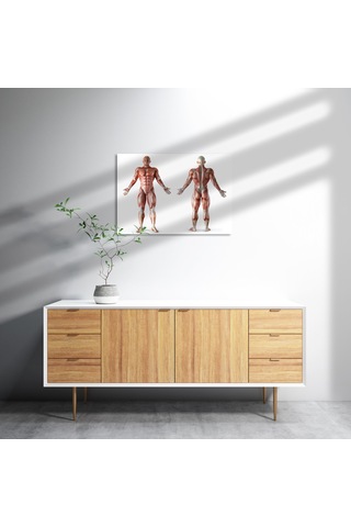 Cakasepetim İnsan Kas Anatomisi Ahşap Mdf Tablo