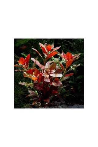 Ludwigia Repens Rubin Saksı- Canlı Bitki Standart