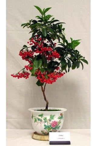 Bodur Bonsai Kahve Ağacı Tohumu 5 Tohum Ekim Seti + Saksı + Toprak