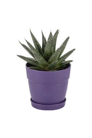 Poliwork Tabaklı Kaktüs Saksı Mix 0,4 Lt 95 90 Mm 26399887