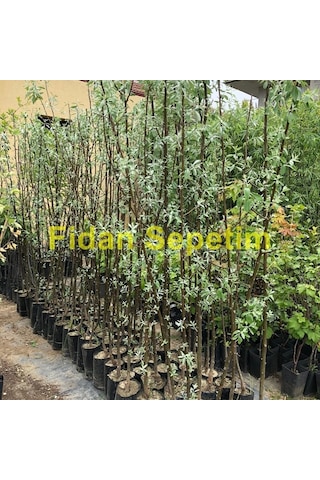 3 Yaş Iğde Fidanı