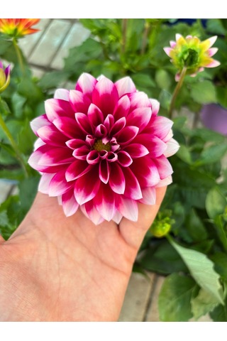 Ceka Botanik Canlı Yıldız Çiçeği - Dahlia Özel Seri Katmerli Form