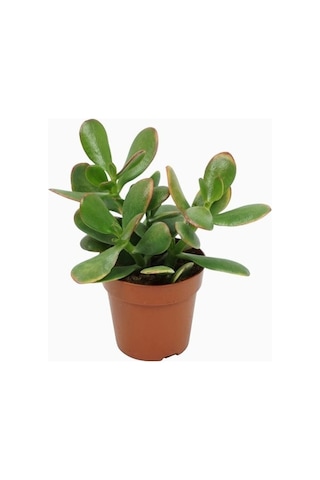 Para Çiçeği Crassula Ovata 50 Adet