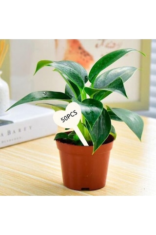 Trendooze Homyl 50 Adet Bitki Kalp Şekil Saksı Etli Ekici Adı Etiketleri