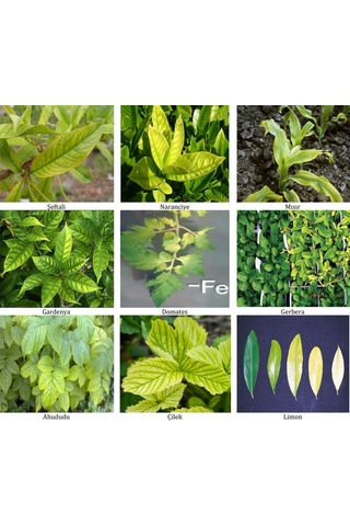 1 KG Syngenta Sequestrene Fe Demir.