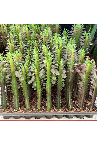 Sınırlı Sayıda Euphorbia Trigona Red - Afrika Süt Ağacı Kaktüsü 5.5lik Saksıda, 20 Cm Ve Üzeri Boyda 1 Adet
