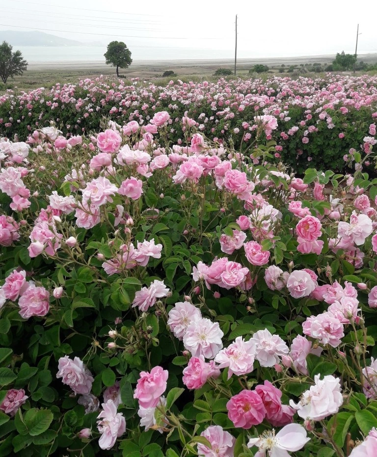 Pembe Yediveren Gül Fidanı Polyanna 1 Adet 10-20 Cm