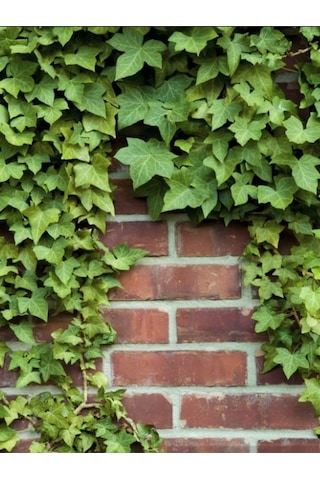 Duvar Ve Çitler İçin Kaya Sarmaşığı Hedera Helix 40-60 Cm