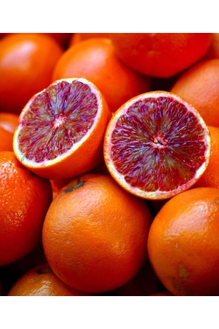 Tüplü Aşılı Red Blood Orange Portakal Fidanı 2 Yaş 90-110 Cm Boy