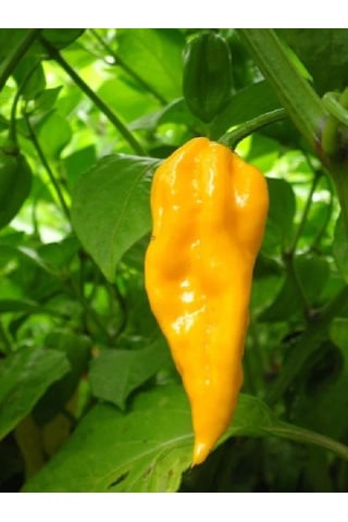 Devil S Tongue Yellow Pepper / 300.000 Scoville - Gerçek Taze Acı Biber