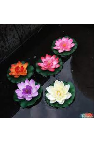 5 Adet Tohum Nadir Karışık Renkli Lotus Su Çiçeği Tohumu Organik