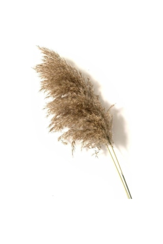 Dekoratif Pampas 7'li Kuru Çiçek Nocolor-1474d95e