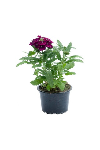 Küstüm Çiçeği 1 Adet 8/10cm +ebruli Karanfil Çiçeği 10-15cm+mor Mine Çiçeği 10-15cm