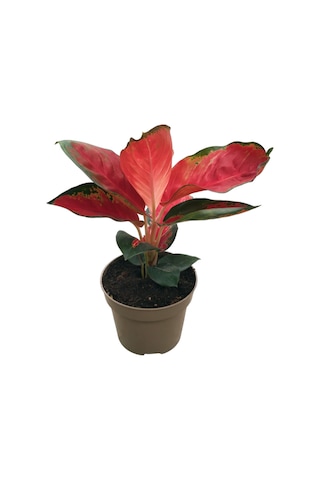 Aglaonema ‘red Zircon’ 3009