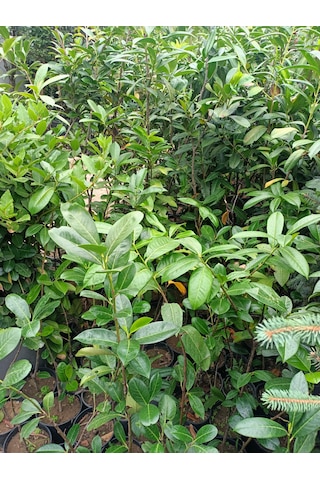 Karayemiş Fidanı 50-100 Cm