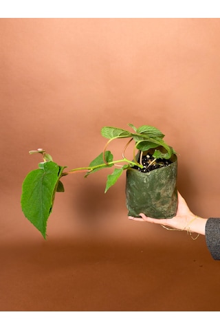 Erkek Kivi Actinidia Deliciosa 16 Cm Tozlayıcı Fidan