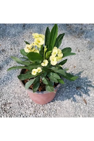 Sarı Euphorbia Milii - Dikenler Tacı Saksıda Küçük 3975