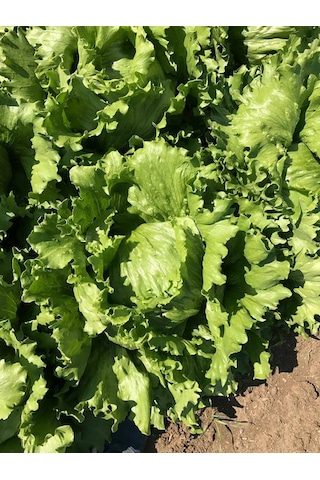 İceberg Göbek Marul Tohumu 100 Adet