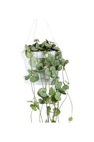 Kalp Kalbe Karşı Çiçeği – Ceropegia Woodii