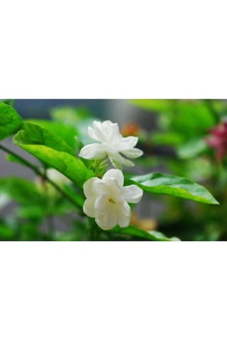 Serada Decor Plant Ful Yasemin Çiçeği 70 Cm Beyaz Yasemin