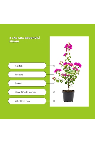2 Yaş Ada Begonvili Fidanı
