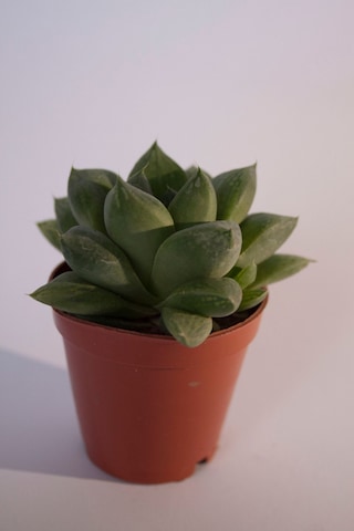 Haworthia Cymbiformis Optusa Sukulent Tekli 5,5 Cm Saksıda