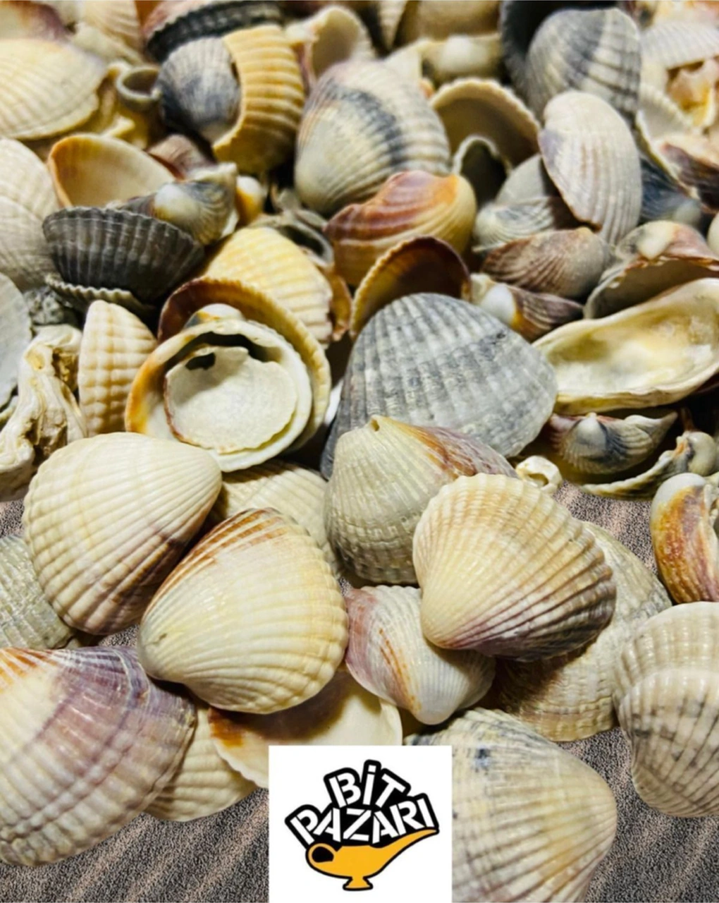 Ocean Mystery - Gerçek Deniz Kabukları - 100gr Ort 1-4 Cm -
