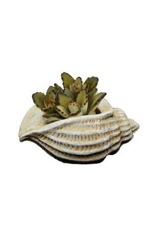 Lexroo Classic Home And Garden 260024-c149 Jagger Kabuğu Sukulent Saksısı, Kum