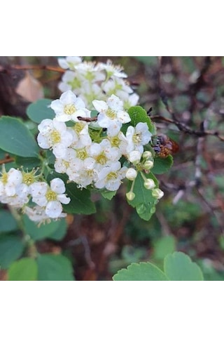 Mahlep Ağacı Fidanı Prunus Mahaleb - 1-2 Yaşında, Dikime Hazır