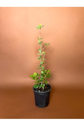Aronya Aronia Melanocarpa 76 Cm Saksılı Meyve Fidanı