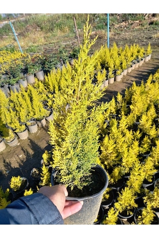 (8 Adet) Üreticiden Limon Çamı, Limon Servi, +40 Cm. Üzerinde,