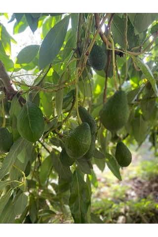 Avokado 20 Adet 120-250gr